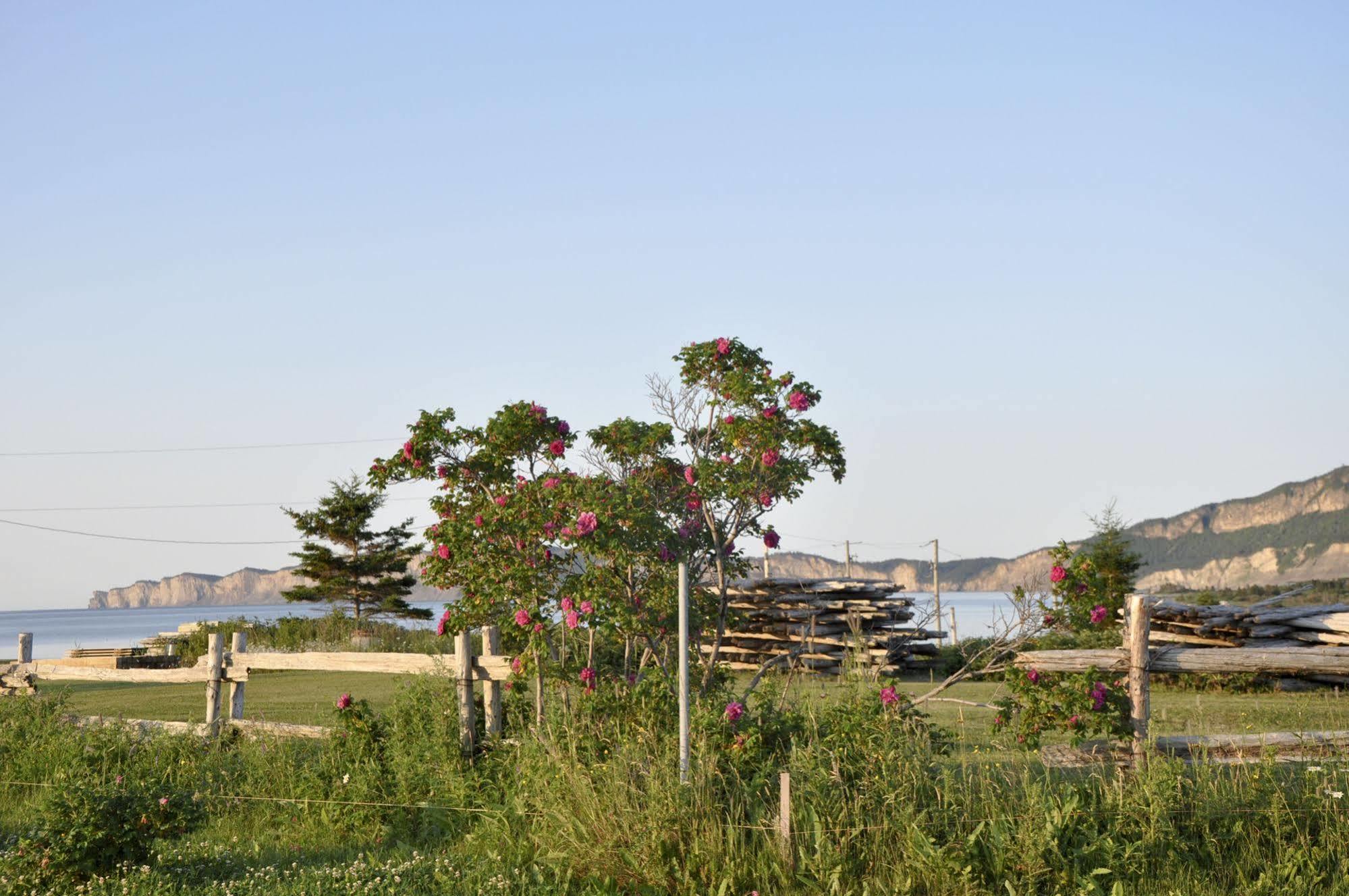 Motel Du Haut Phare Cap-des-Rosiers エクステリア 写真